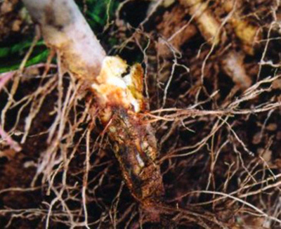 蔬菜根腐病微生物疗法问世.