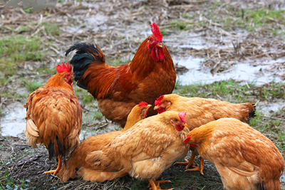 养鸡