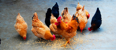 养鸡