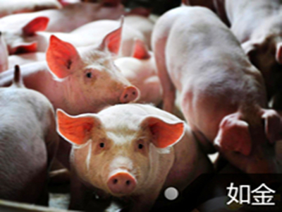 养猪饲料 养猪饲料