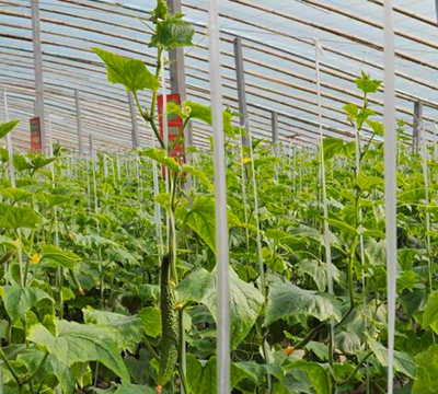 大棚种植高效益=辣椒+黄瓜