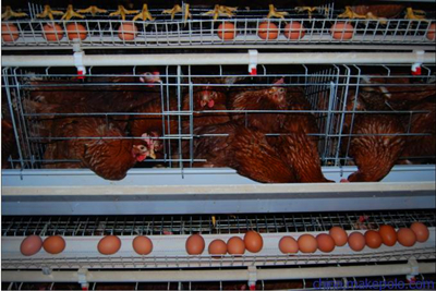 养鸡 养鸡
