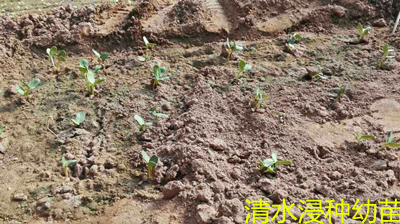 使用清水种植.j