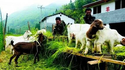 养羊 养羊