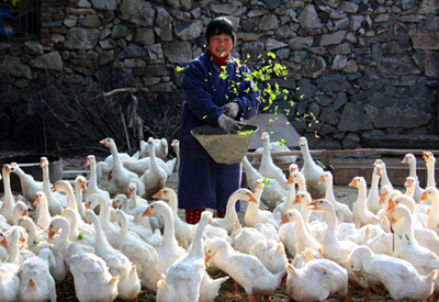 养鹅