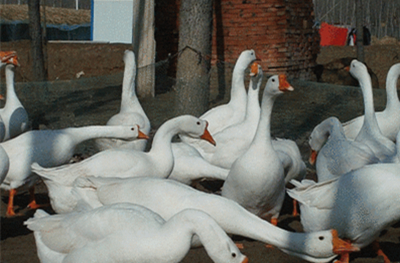 养鹅