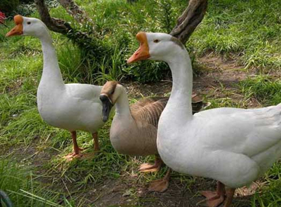 养鹅