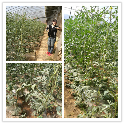 IMG_20170508_111100_副本.jpg IMG_20170508_111100_副本.jpg