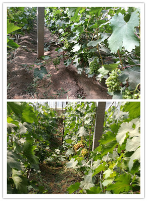 IMG_20170510_095651_副本.jpg IMG_20170510_095651_副本.jpg