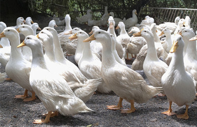养鸭
