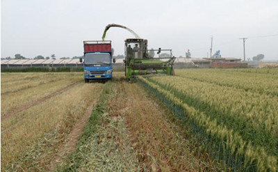 青贮小麦 青贮小麦