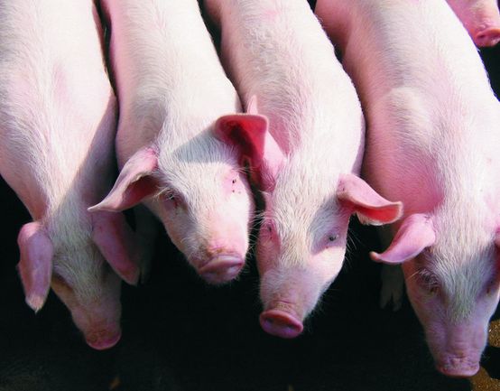 timg (77).jpg timg (77).jpg