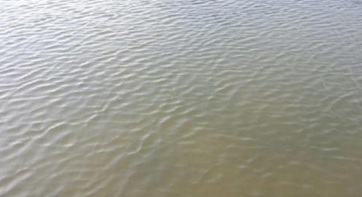 如金轻松消除200亩成蟹塘的青苔影响