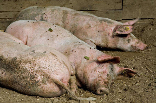病猪1.jpg