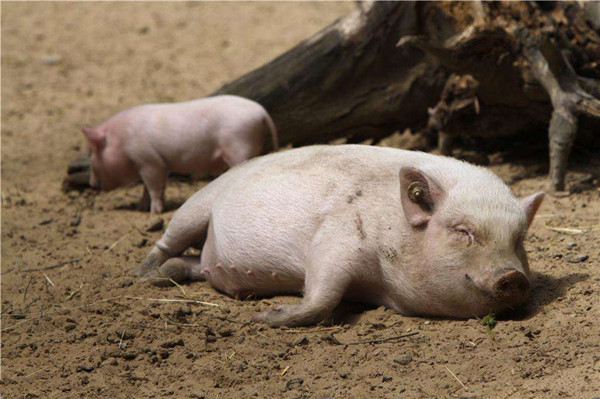 病猪3.jpg