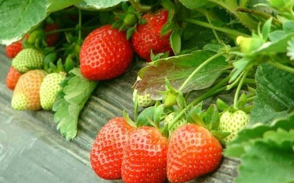 图片4.png 图片4.png